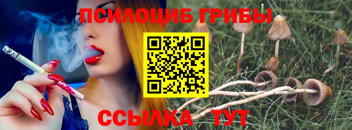 Псилоцибиновые грибы Cubensis Красный Сулин